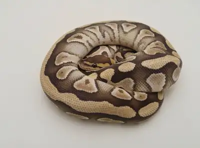 Mojave het cryptic het clown. He was born in 2019, eating frozen thawed, he is weighing at 1300g. If...