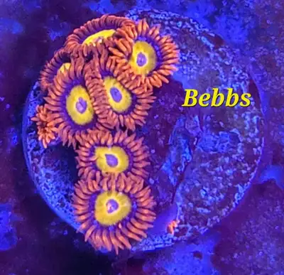 Bebbs zoas - saltwater coral frag , View more