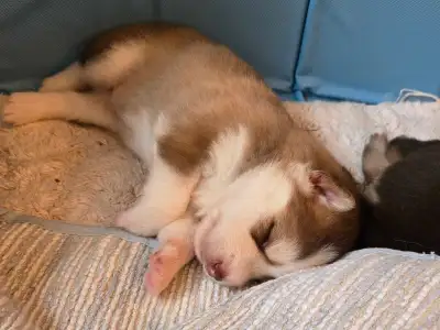 Pomsky Puppies, View more