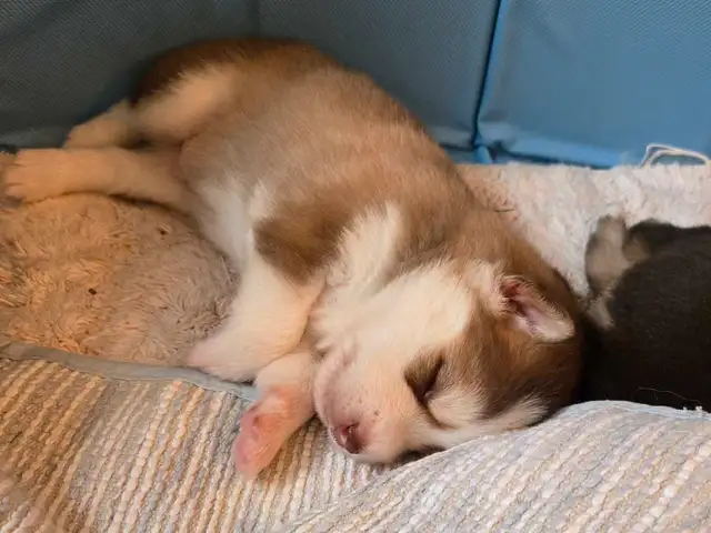 Pomsky Puppies in Dogs & Puppies for Rehoming in Norfolk County - Image 2