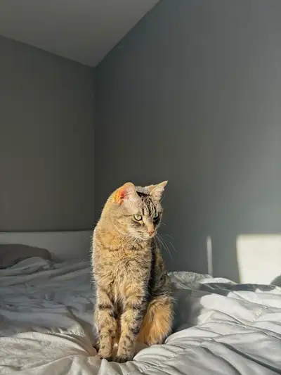 beautiful adult cat, View more