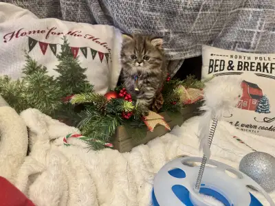 Persian dollface Himalayan , View more