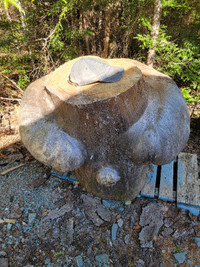 Huge Pine Burl