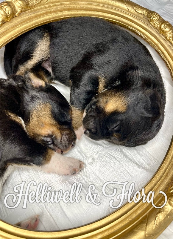 Australian Shepherd puppies Dogs & Puppies for Rehoming Smithers