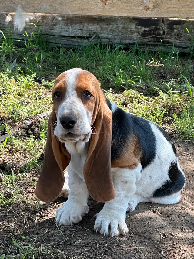 Female Basset Hound Puppies in Dogs & Puppies for Rehoming in Saskatoon - Image 5
