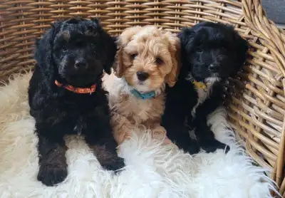 Adorable Cockapoo Puppies, View more