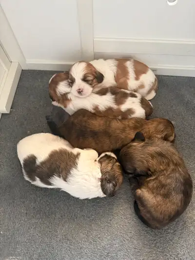 Shih Tzu Puppies , View more