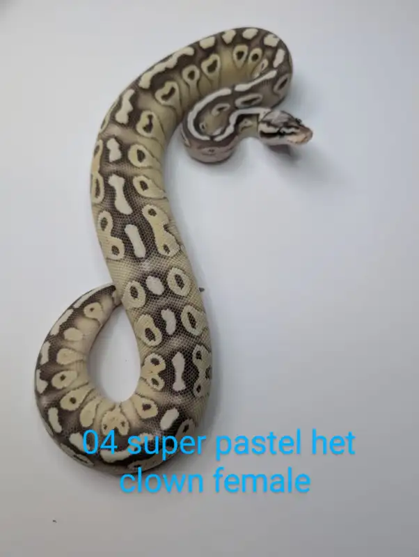 Ball Pythons, Boas, and Feeders New year DEALS!!! in Reptiles & Amphibians for Rehoming in Kitchener / Waterloo - Image 4