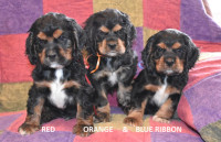 American Cocker Spaniel Puppies - Ready Mid March for Home