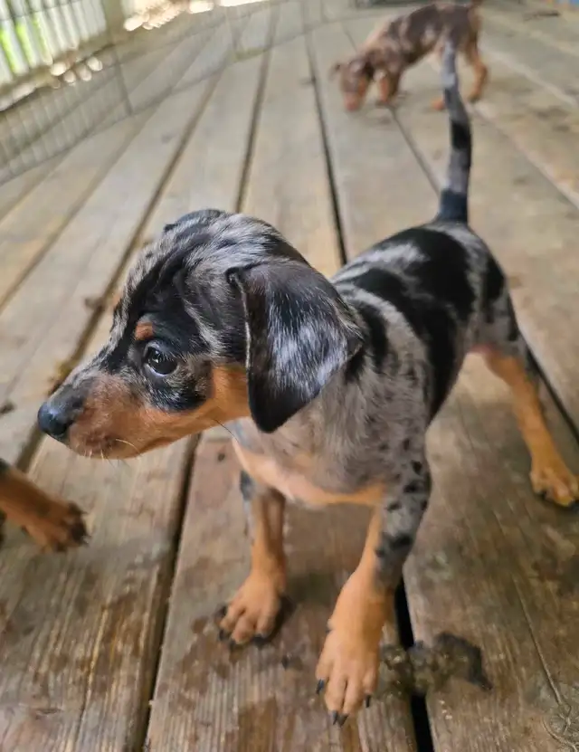Chiot Miniature Pinsher in Dogs & Puppies for Rehoming in Gatineau - Image 2