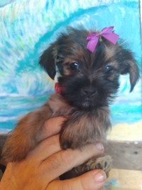 Sweet little Shorkie puppy (all vet care done)