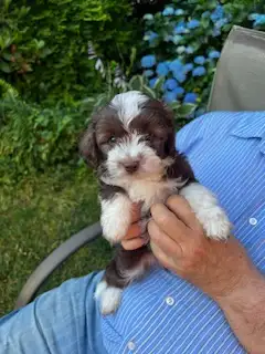 Don't Miss Out!! Last 2 Micro Aussiedoodles, View more