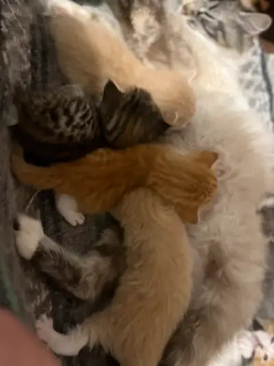 UPDATE: 1 male orange tabby became available serious inquiries only. 6 kittens to rehome to GREAT ho...