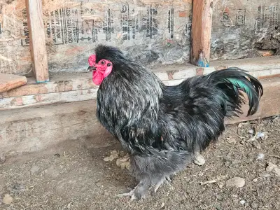 Rooster, View more