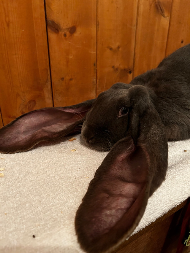 English Lop Buck  in Small Animals for Rehoming in Edmonton - Image 4
