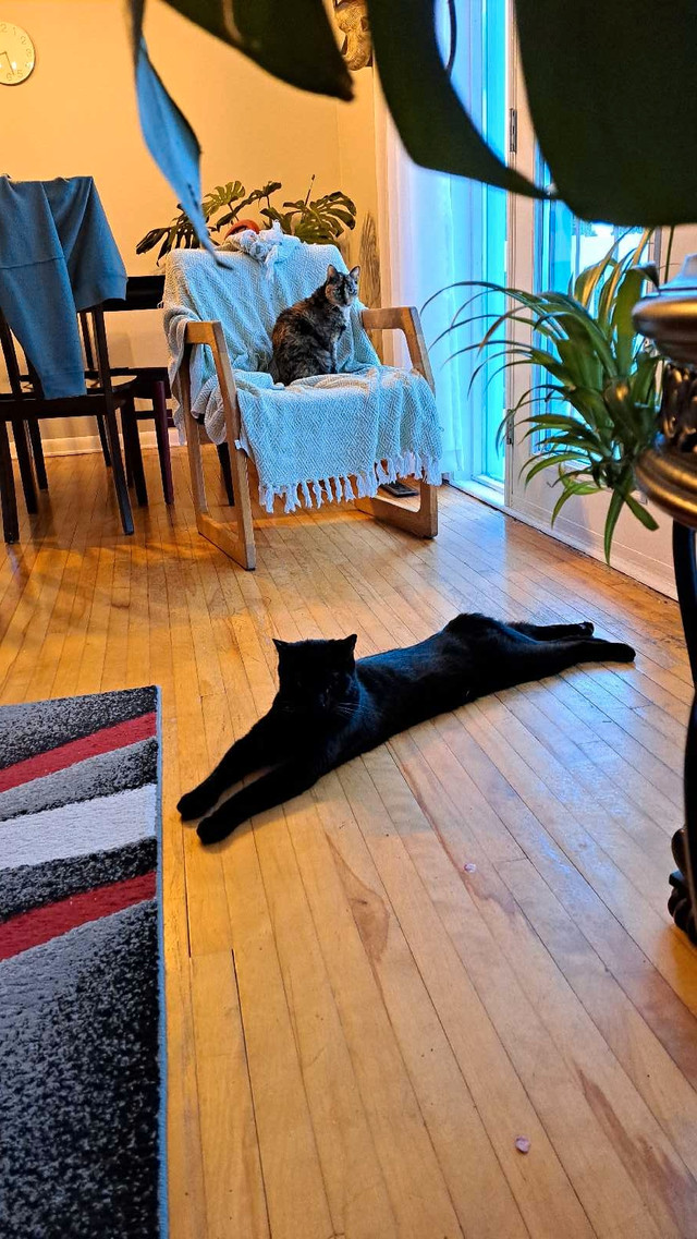 Looking for a female kitten. in Cats & Kittens for Rehoming in Saint John - Image 2