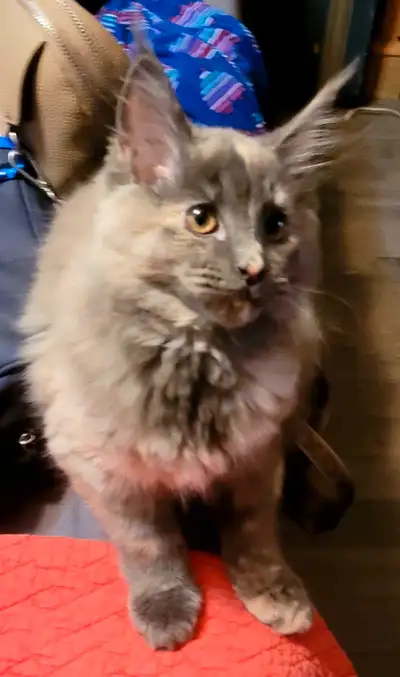 chatte Maine Coon 600$, View more