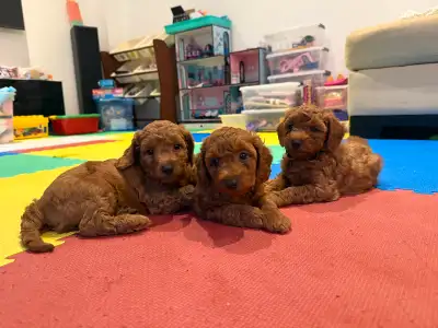 Purebred Miniature Poodle Puppies (Boy), View more