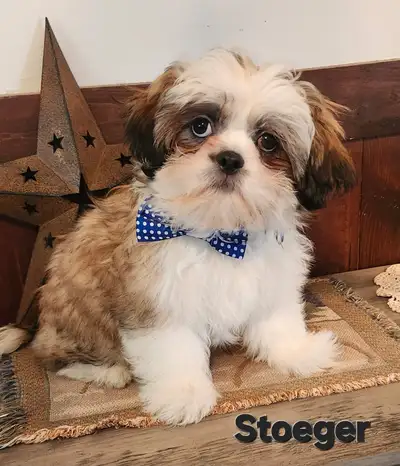 Shihtzu Puppy, View more