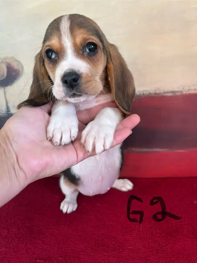 Basset Hound Pups Pure Bred in Dogs & Puppies for Rehoming in Edmonton - Image 4