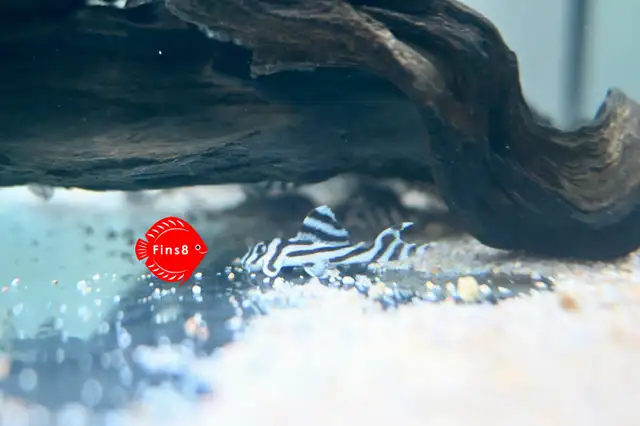 Super white pleco L236 SW,  Zebra Pleco L46, and L471 in Fish for Rehoming in Hamilton - Image 5