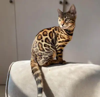 top race TICA registered bengal kittens, View more