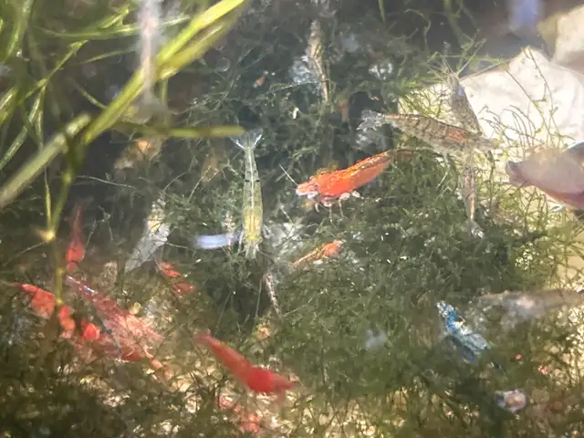 Neo caradina shrimp random colours in Fish for Rehoming in Brantford - Image 4