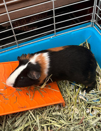 Guinea pigs to rehome!