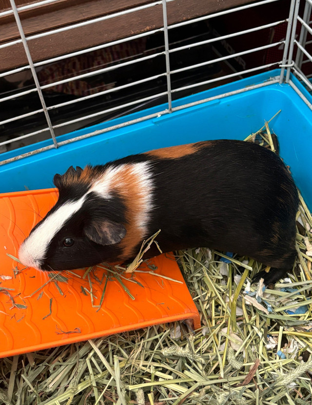 Guinea pigs to rehome! in Small Animals for Rehoming in Dartmouth