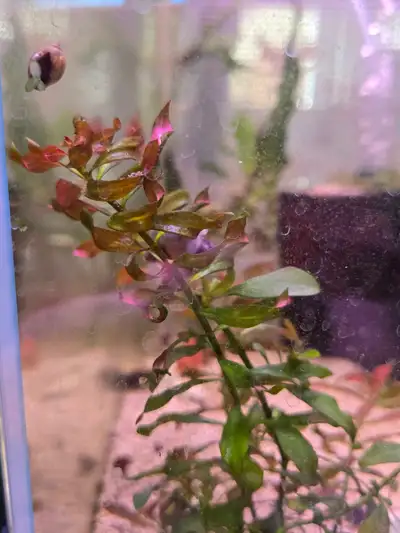 I have tons of aquarium plants for sale. Pick up lethbridge. Each plant is $5. Its best if you stop...