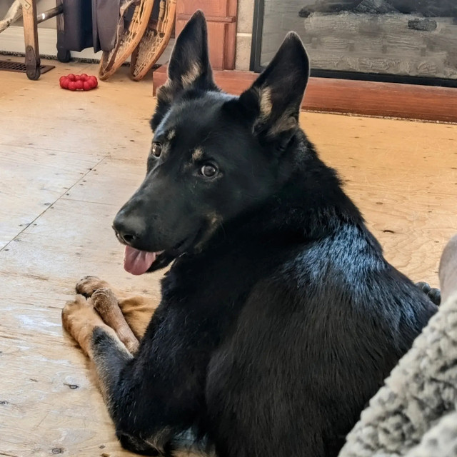 German Shepherd | Dogs & Puppies for Rehoming | Muskoka | Kijiji