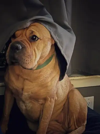 Male puppy looking for a new home, View more