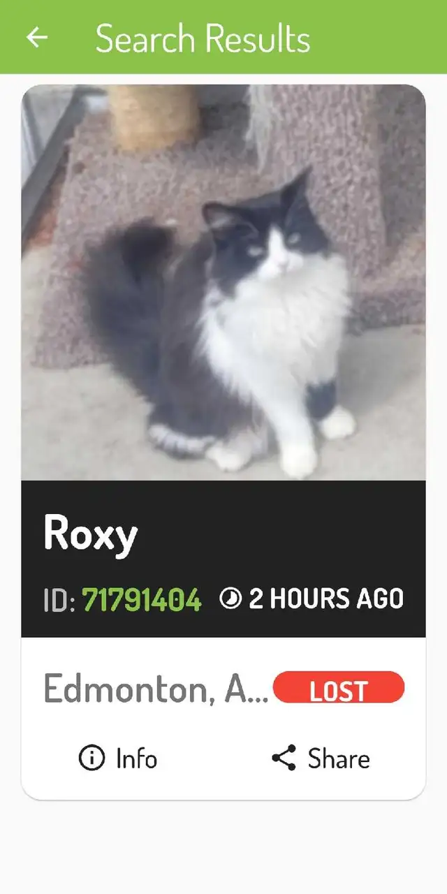 Lost female cat in Lost & Found in Edmonton - Image 2