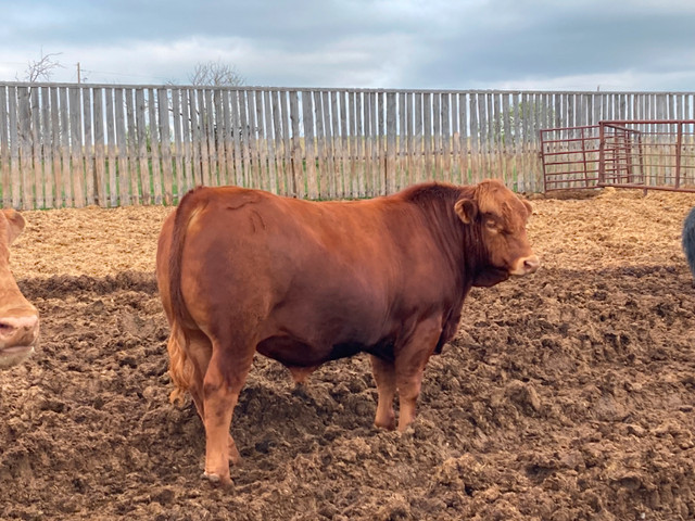 Gelbvieh Bull for Sale! in Livestock in Edmonton