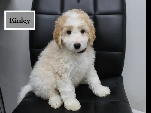 WAVENY GOLDENS - F1b Mini Goldendoodles in Dogs & Puppies for Rehoming in Strathcona County - Image 5