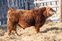 Simmental Bulls for sale