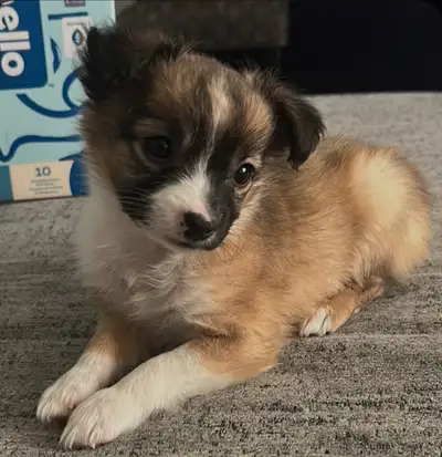Loving sweet little girl her name is Eve but your more than welcome to change her name. Super cuddly...