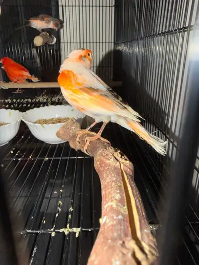 5 Beautiful and Healthy Canaries, View more