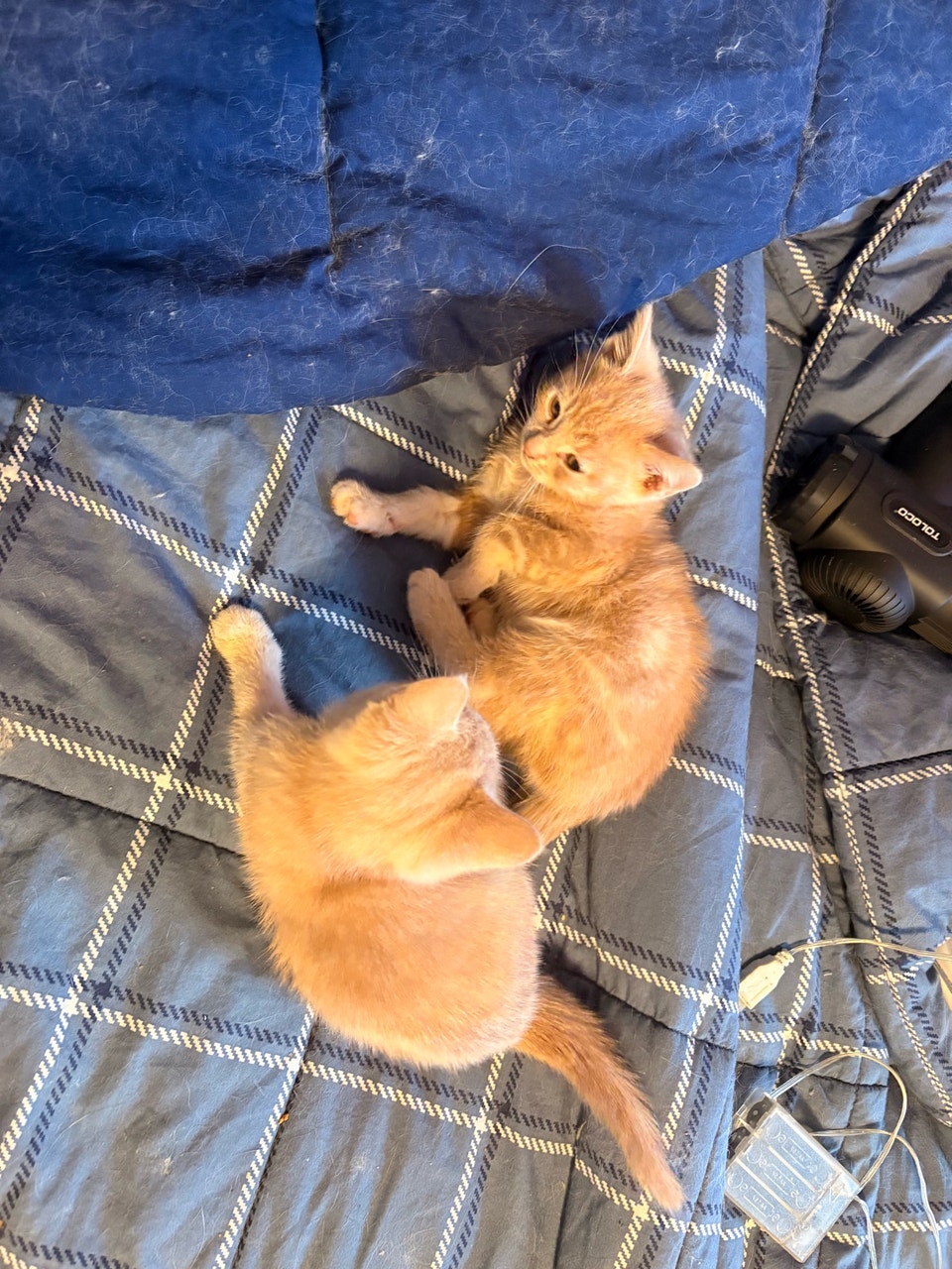 chaton pour adoption | Cats & Kittens for Rehoming | City of Montréal ...