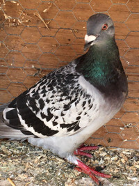 PIGEONS FOR SALE $80 SEED  - Pickering