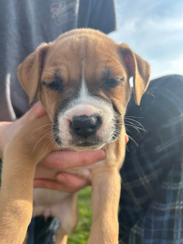 English Bulldog Mix in Dogs & Puppies for Rehoming in Chatham-Kent - Image 2