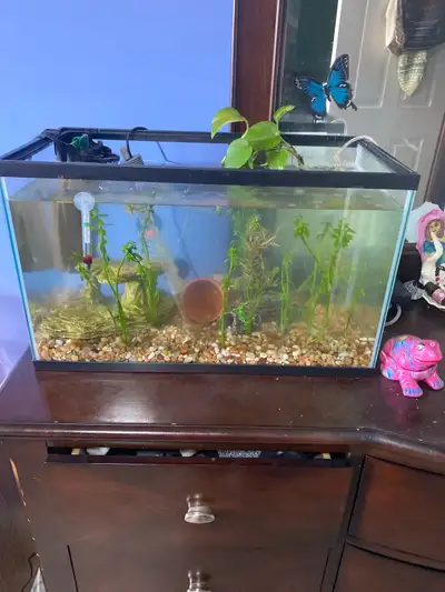 4 platy fish + tank, View more