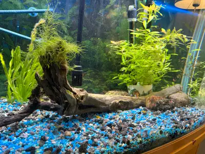 drift wood with Java moss growing at top, View more