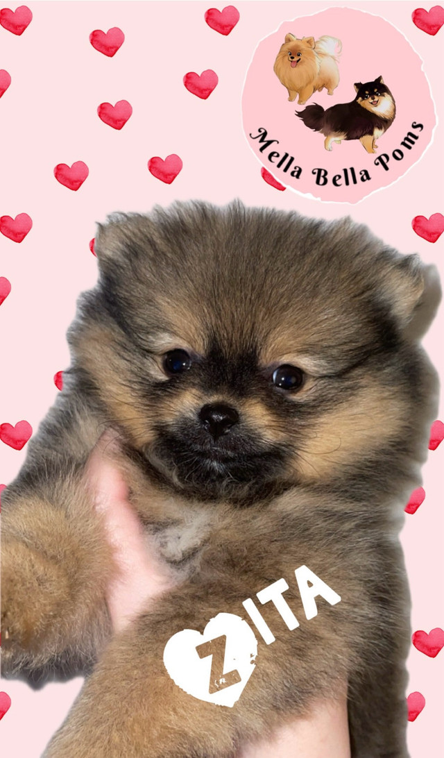 CKC Pomeranian Puppies  in Dogs & Puppies for Rehoming in Burnaby/New Westminster - Image 4