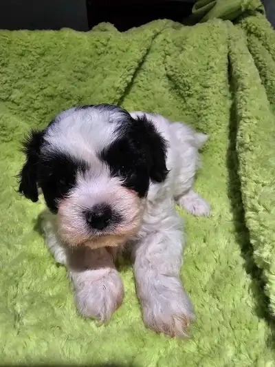Poodle yorkie puppies, View more