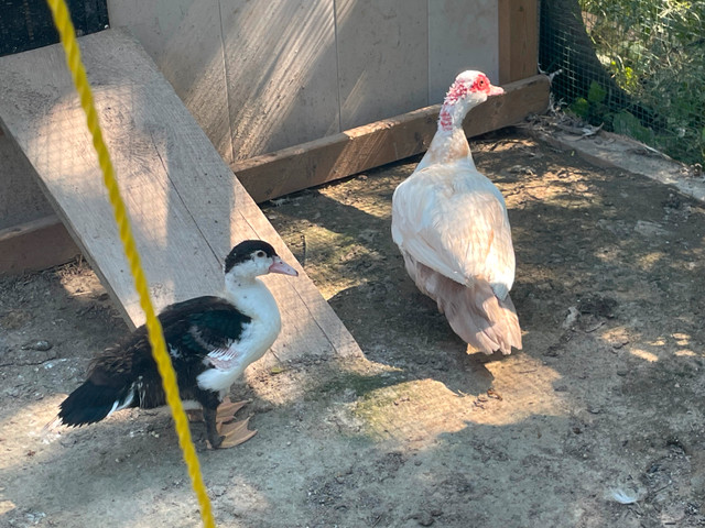 Muscovy duck hatching eggs in Livestock in Napanee - Image 2