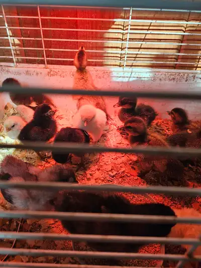 ducklings and chicks, View more
