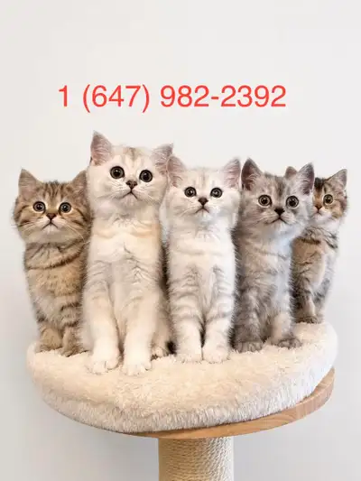 TICA Purebred British Shorthair kitten, View more