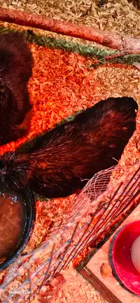 satin silkie rooster