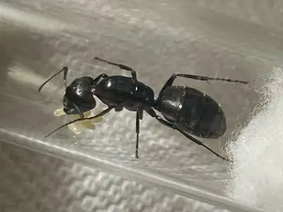 Camponotus pennsylvanicus (Eastern Black Carpenter Ant) 1 queen with brood $42 (price goes up once w...